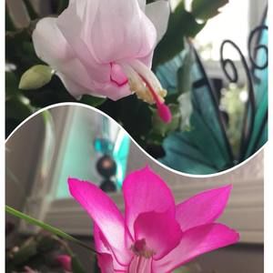 Meet your Posher, Sue